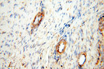 SAMD4A Antibody in Immunohistochemistry (Paraffin) (IHC (P))