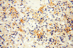 SAMD4A Antibody in Immunohistochemistry (Paraffin) (IHC (P))