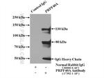 PRPF40A Antibody in Immunoprecipitation (IP)