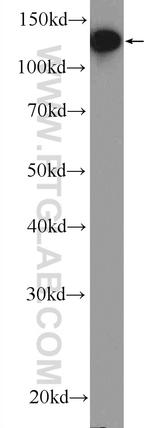 PRPF40A Antibody in Western Blot (WB)