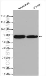 CPNE7 Antibody in Western Blot (WB)