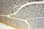 ZG16 Antibody in Immunohistochemistry (Paraffin) (IHC (P))