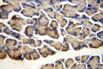 ZG16 Antibody in Immunohistochemistry (Paraffin) (IHC (P))