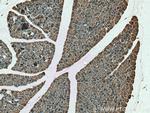 ZG16 Antibody in Immunohistochemistry (Paraffin) (IHC (P))