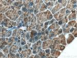 ZG16 Antibody in Immunohistochemistry (Paraffin) (IHC (P))