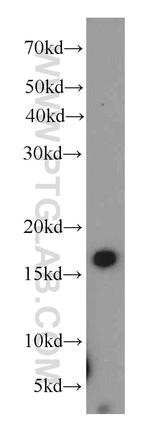 ZG16 Antibody in Western Blot (WB)