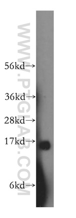 ZG16 Antibody in Western Blot (WB)