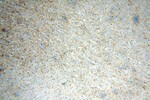 Peripherin Antibody in Immunohistochemistry (Paraffin) (IHC (P))