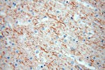 Peripherin Antibody in Immunohistochemistry (Paraffin) (IHC (P))