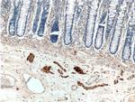 Peripherin Antibody in Immunohistochemistry (Paraffin) (IHC (P))