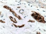 Peripherin Antibody in Immunohistochemistry (Paraffin) (IHC (P))