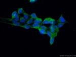 RPAP2 Antibody in Immunocytochemistry (ICC/IF)