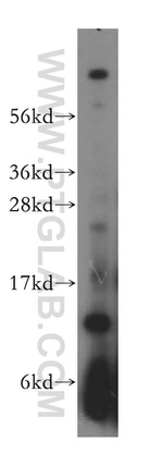 RPL30 Antibody in Western Blot (WB)