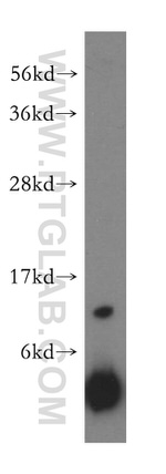 RPL30 Antibody in Western Blot (WB)