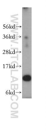 RPL30 Antibody in Western Blot (WB)