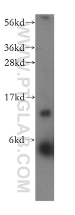 RPL30 Antibody in Western Blot (WB)