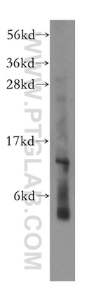 RPL30 Antibody in Western Blot (WB)