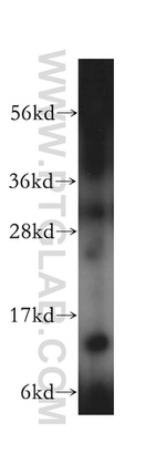 RPL30 Antibody in Western Blot (WB)