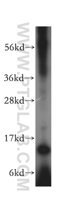 RPL30 Antibody in Western Blot (WB)