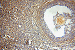 SYCE1 Antibody in Immunohistochemistry (Paraffin) (IHC (P))