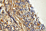 SYCE1 Antibody in Immunohistochemistry (Paraffin) (IHC (P))