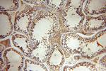 SYCE1 Antibody in Immunohistochemistry (Paraffin) (IHC (P))