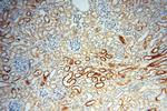 PDCL2 Antibody in Immunohistochemistry (Paraffin) (IHC (P))