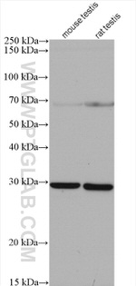 PDCL2 Antibody in Western Blot (WB)