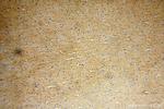EVI2A Antibody in Immunohistochemistry (Paraffin) (IHC (P))