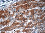FJX1 Antibody in Immunohistochemistry (Paraffin) (IHC (P))