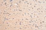 FJX1 Antibody in Immunohistochemistry (Paraffin) (IHC (P))