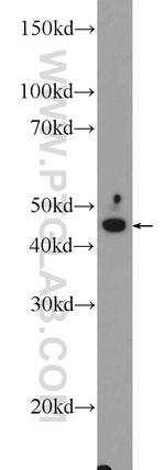 FJX1 Antibody in Western Blot (WB)