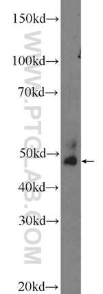 FJX1 Antibody in Western Blot (WB)