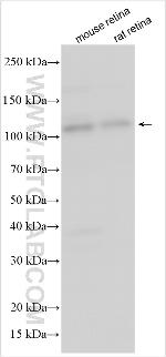 Noxa Antibody in Western Blot (WB)