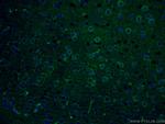 PLCL2 Antibody in Immunohistochemistry (Paraffin) (IHC (P))