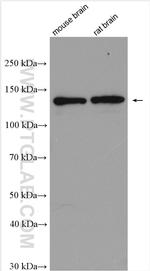 PLCL2 Antibody in Western Blot (WB)