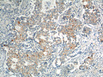 KIF26B Antibody in Immunohistochemistry (Paraffin) (IHC (P))
