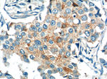 KIF26B Antibody in Immunohistochemistry (Paraffin) (IHC (P))