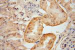 KIF26B Antibody in Immunohistochemistry (Paraffin) (IHC (P))