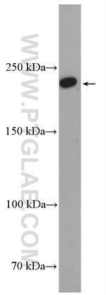KIF26B Antibody in Western Blot (WB)