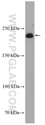 KIF26B Antibody in Western Blot (WB)