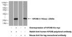 KIF26B Antibody in Western Blot (WB)