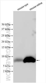 PCDH21 Antibody in Western Blot (WB)
