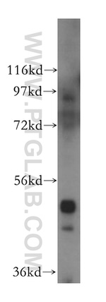 MIER2 Antibody in Western Blot (WB)
