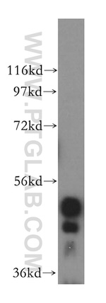 MIER2 Antibody in Western Blot (WB)