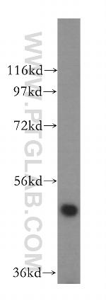 MIER2 Antibody in Western Blot (WB)