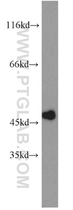 MAGT1 Antibody in Western Blot (WB)