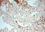 Transferrin Antibody in Immunohistochemistry (Paraffin) (IHC (P))