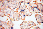 Transferrin Antibody in Immunohistochemistry (Paraffin) (IHC (P))