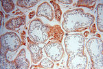 Transferrin Antibody in Immunohistochemistry (Paraffin) (IHC (P))